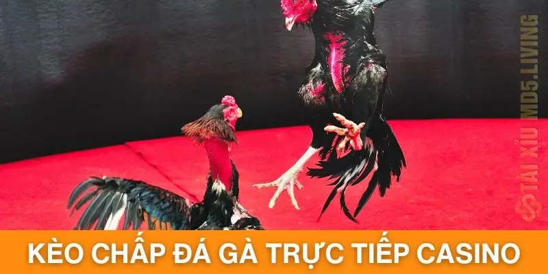 Kèo chấp tại đá gà trực tiếp casino