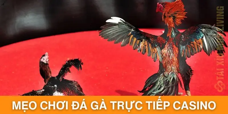 Tổng hợp mẹo hay giúp bạn thắng lớn trong đá gà trực tiếp casino