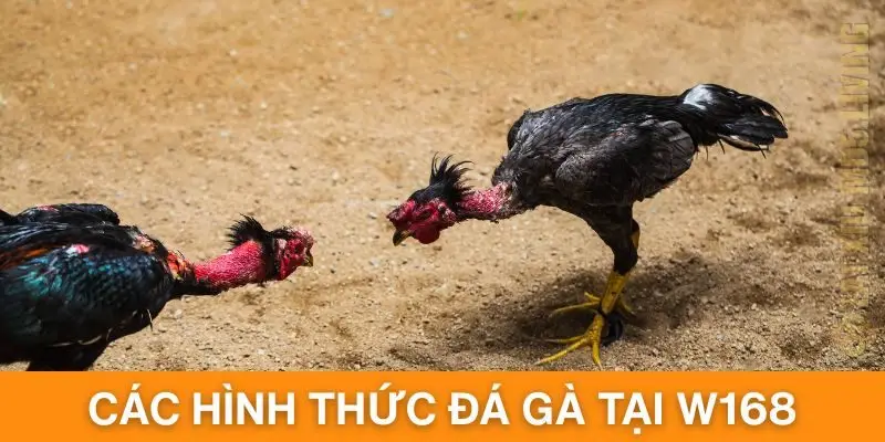 Tổng hợp những hình thức đá gà không thể không tham gia