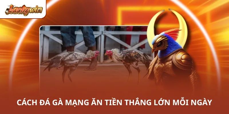 Cách đá gà mạng ăn tiền thắng lớn mỗi ngày
